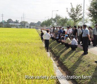 Rice variety demonstration farm