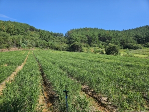 생강 수확기, 적정 관리로 수확량 높여야 썸네일