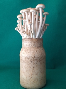 버들송이 신품종 ‘아삭송’ 품종 출원 썸네일