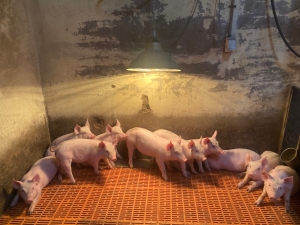 한파 대비 겨울철 축사관리 안내 썸네일