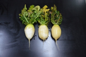 수확 중인 김장용 무·배추 한파 대비해야 썸네일