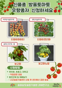 신품종 방울토마토 우량종자 신청하세요 썸네일