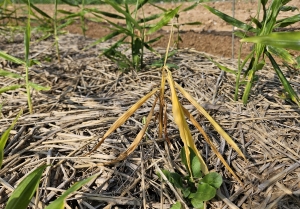 생강 연작 피해, 윤작으로 대비하세요! 썸네일