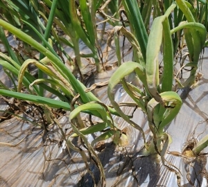 최근 잦은 비·안개…양파 노균병 발생주의 썸네일