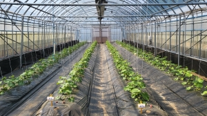 봄재배 멜론 정식 후 초기 생육 관리 중요 썸네일