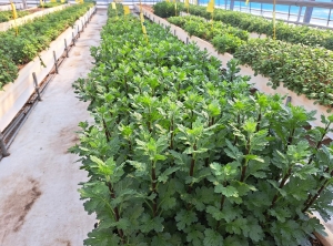 국화 품질 향상 바이러스 예방 필수 썸네일