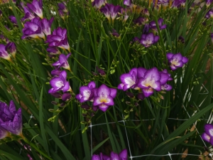 프리지아 신품종 ‘딥보라문’ 품종보호 등록 완료 썸네일