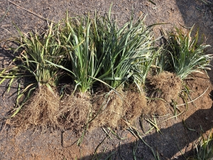 기후변화 대응 맥문동 신품종 등 연구 썸네일