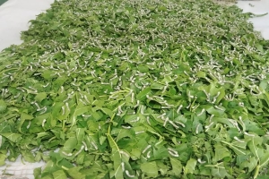 “봄 누에알 신청하세요!” 썸네일