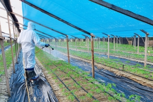 인삼 출아기 평년보다 10일 빨라…방제 서둘러야 썸네일
