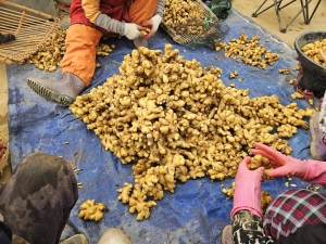 씨생강 하나가 수확을 바꾼다! 썸네일