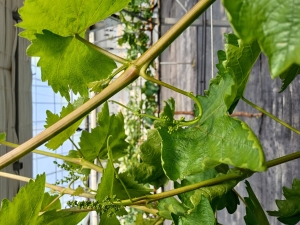 샤인머스캣 개화장해 발생…발아 초기 관리 중요 썸네일