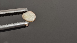 인삼 직파재배 성공, 우량종자 개갑관리에서 시작 썸네일