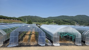 시설구기자고온 피해경감기술개발 본격화 썸네일