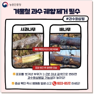 과수화상병 예방하려면 '겨울철 과수 궤양 제거' 필수 썸네일