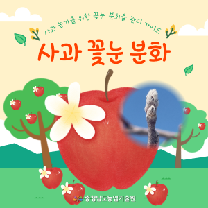 사과 농가를 위한 꽃눈 분화율 관리 가이드 썸네일