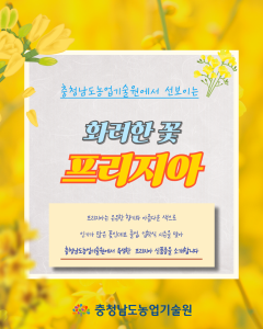 화려한 프리지아 꽃 소개 썸네일