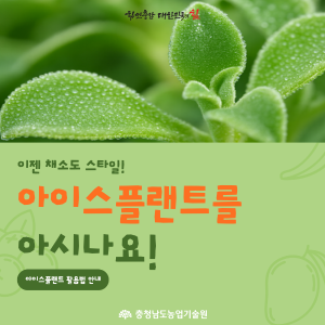 아이스플랜트 활용법 소개 썸네일