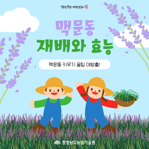 맥문동 키우기 꿀팁 대방출! 썸네일