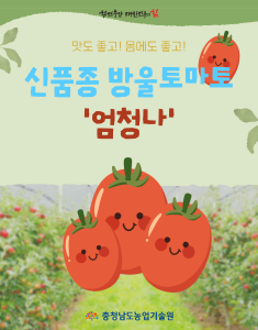 대추형방울토마토 신품종 ‘엄청나’ 썸네일