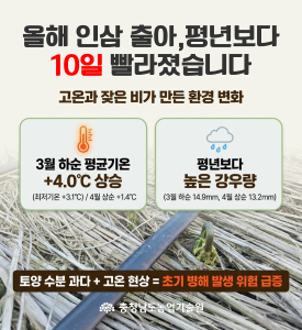 인삼 잘록병 방제 당부 썸네일