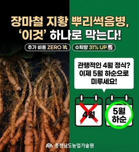 지황 농가 필독! 장마철 뿌리썩음병, '정식 시기' 조절로 해결하세요 썸네일