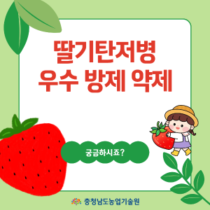 딸기 탄저병, 미리 막는 것이 가장 중요합니다! 썸네일