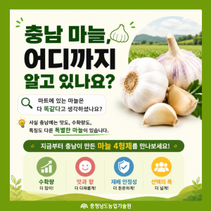 마트 마늘이 다 똑같다고요? 충남 마늘 4형제를 소개합니다! 썸네일