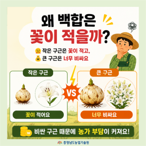 작은 구근도 크게 키우는 방법, 알고 계신가요? 썸네일
