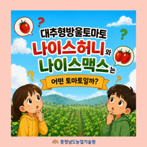 신품종 대추형 방울토마토 썸네일
