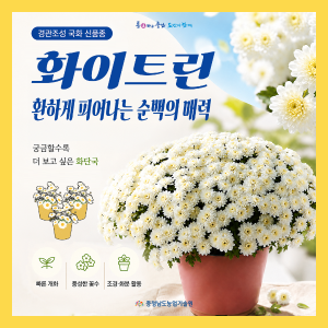 경관조성 국화 신품종 '화이트린' 썸네일