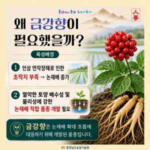 논재배에 강한 인삼 신품종 ‘금강’을 소개합니다! 썸네일