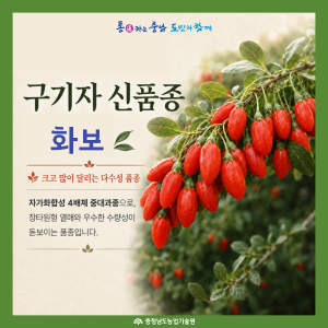 구기자 신품종 '화보'를 소개합니다! 썸네일