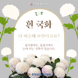 흰 국화, 다 비슷해 보인다고요? 썸네일