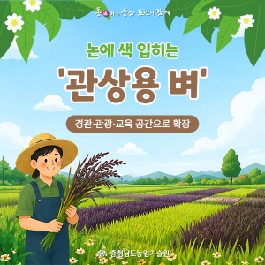 논에 색을 입히면, 농촌의 새로운 가치가 보입니다. 썸네일